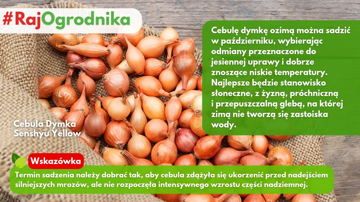 Sadzenie cebuli dymki ozimej w październiku w ogrodzie blog sklep rajogrodnika